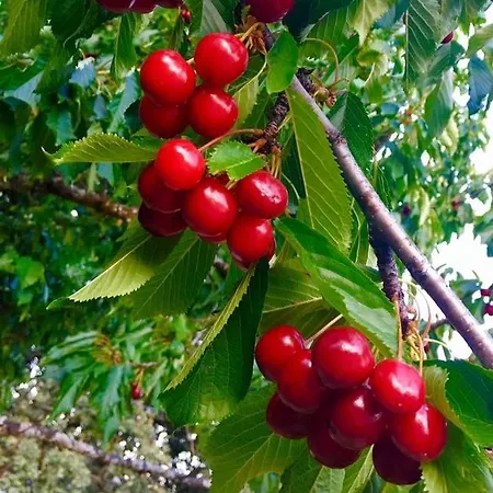 度假居 厄尔海拉古度假屋